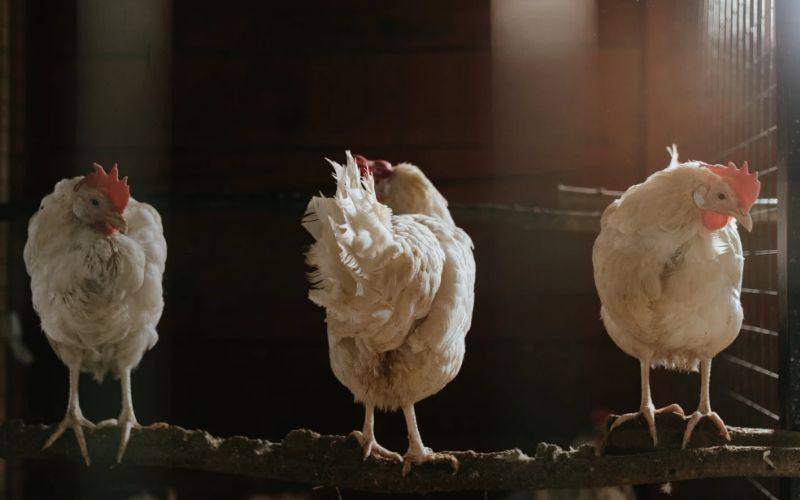 鸡周期/饲料行业专题报告